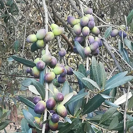 Masseria Caracci