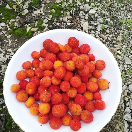 Masseria Caracci * Veglie